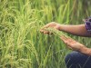 خوشه دهی برنج در ۶۰ درصد اراضی شالیزاری گیلان