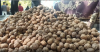 نگاهی به وضعیت بازار گردو پس از جنگ | بررسی دقیق تغییرات قیمت و کیفیت گردو با آقای مهدیان