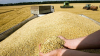 قیمت حدودی خرید تضمینی گندم اعلام شد